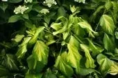 p11-bluszcz-kolchidzki-sulpur-heart-hedera-colchica-pnacze-zimozielone