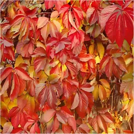 p9-winobluszcz-pieciolistkowy-parthenocissus-sadzonka