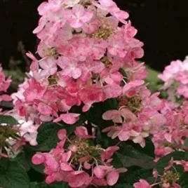 c2-hortensja-bukietowa-magical-fire-hydrangea-paniculata