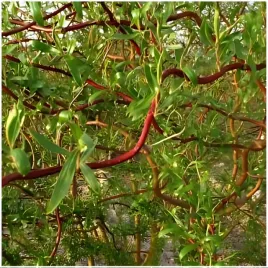 gk-wierzba-mandzurska-160-180-cm-miododajna-na-szpalery-zywoplotowe