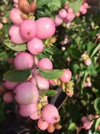 gk-snieguliczka-doorenbosa-miododajna-symphoricarpus-hurt-50-sztuk