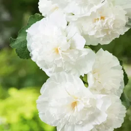 malwa-ogrodowa-biala-05g-toraf-nasiona-kwiaty-jadalne