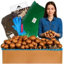 grzybnia-pieczarki-brazowej-30kg-duzy-zestaw-do-uprawy-instrukcja-gratis