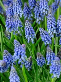 szafirek-niebieski-armenski-armeniacum-muscari-10szt-gratis