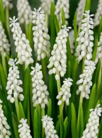 bialy-szafirek-album-muscari-20szt-gratis