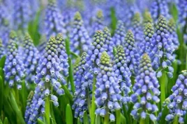 szafirek-niebieski-armenski-muscari-armeniacum-50szt-gratis