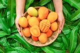 mango-plastry-w-syropie-kier-postac-plaster