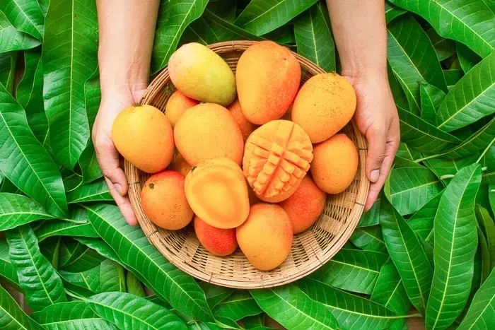 mango-plastry-w-syropie-kier-marka-kier