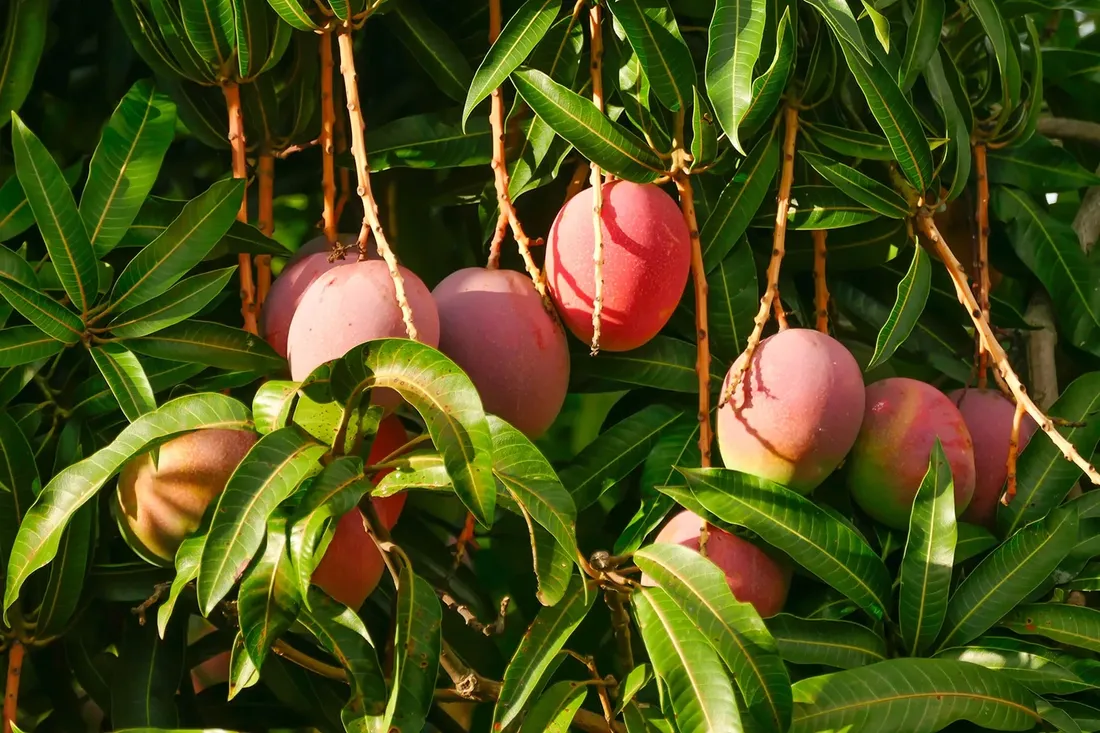 mango-plastry-w-syropie-kier