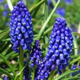 bialo-niebieski-szafirek-night-eyes-dwukolorowy-10szt-gratis