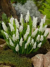 muscari-album-bialy-szafirek-10szt-piekny-drobnokwiatowy-szafirek-gratis