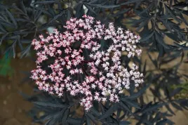 bez-czarny-black-lace-c5-40cm-nowa-odmiana-real-foto