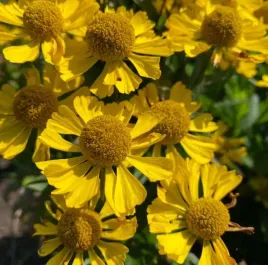 dzielzan-zolty-mariachi-sombrero-sadzonka-12l-dlugo-i-obficie-kwitnie