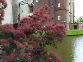 na-kazda-glebe-piekny-perukowiec-royal-purple-duza-sadzonka