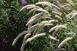 mrozoodporna-i-niewymagajaca-perlowka-orzesiona