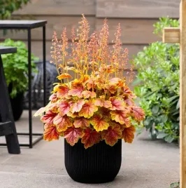 heuchera-eternal-flame-zurawka-ozdobna-kolorowe-liscie-sadzonka-1l-p12