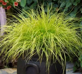 rarytas-mrozoodpornazlota-rozplenica-hameln-gold