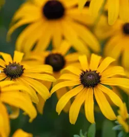rudbekia-sun-ka-ching-calkowicie-mrozoodporna-na-rabaty-duza-sadzonka-c2