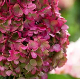 hydrangea-paniculata-pinky-promise-hortensja-bukietowa-rozowa-c3