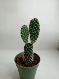 opuntia-12o-35cm-opuncja