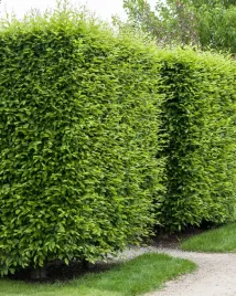 grab-pospolity-szkolkowany-50-70-cm-nie-siewka-pakiet-50-szt