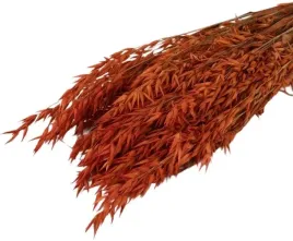 owies-pomaranczowy-peczek-klosy-40-cm-krajowy-zboze-suszone-40-klosow-dekor