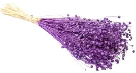 len-fioletowy-40-cm-klosy-peczek-susz-naturalny-60-sztuk-fiolet-dekoracja