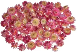 kocanka-ogrodowa-rozowa-80-gram-150-szt-sucholuska-suszki-kwiaty-na-dozynki