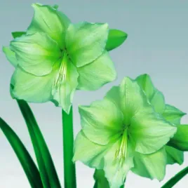 hippeastrum-amarylis-limona-1-szt-cebula-cebulki-amarylisy-zielony-bulwa