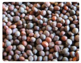 rzepa-poscierniskowa-pastewna-na-poplon-nawoz-uzyznia-glebe-1kg