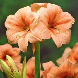 hippeastrum-amarylis-rilona-1-szt-cebula-cebulki-amarylisy-pomaranczowy