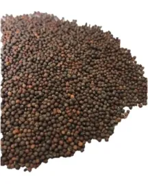 rzepa-pastewna-samson-500g-na-poplon-pasze-nawoz-szybko-rosnaca