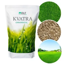 nasiona-trawy-dlf-kvatra-ornamental-piekne-walory-estetyczn-trawnik-ozdobny
