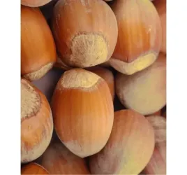 orzech-laskowy-cosford-2l-smaczne-aromatyczne-i-duze-owoce-sadzonka-2l