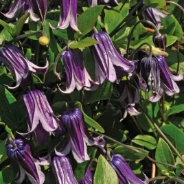 powojnik-rooguchi-bylinowy-okrywowy-clematis-fioletowe-dzwonki-2l