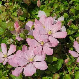 powojnik-ai-nor-wielkokwiatowy-jasnorozowy-clematis-2l