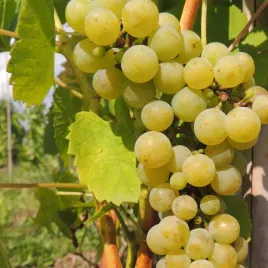 winorosl-muscaris-jasna-o-wyraznym-muszkatowym-smaku-sadzonka-2l