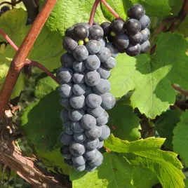 winorosl-trollhaugen-ciemna-bezpestkowa-deserowa-i-na-rodzynki-2l