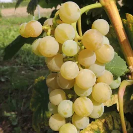 winorosl-jasna-dublanski-na-wino-z-wyraznym-aromatem-slodkich-cytrusow-2l