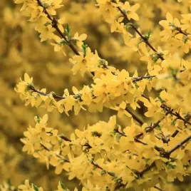 forsycja-posrednia-goldzauber-kwitnie-w-marcu-na-zolto-doniczka-2l