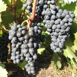 winorosl-krasien-ciemna-bezpestkowa-2l-farbiarka-do-win-stolowych