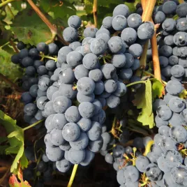 winorosl-regent-owoce-dobre-na-czerwone-wino-sadzonka-2l