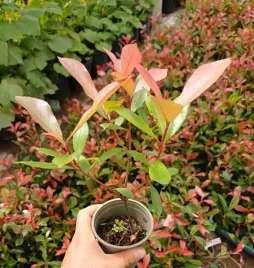 glogownik-carre-rouge-piekna-odmiana-o-najmocniejszym-wybarwieniu