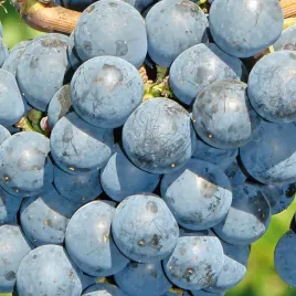 winorosl-rondo-ciemna-na-ciemne-aromatyczne-rubinowe-wino-doniczka-2l