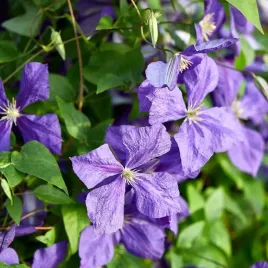 powojnik-jackmanii-fioletowy-wielkokwiatowy-kwitnie-az-do-jesieni-2l