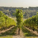 winorosl-v-68021-2l-rodzaj-rosliny-winorosl