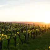 winorosl-timur-2l-nazwa-lacinska-vitis-vinifera