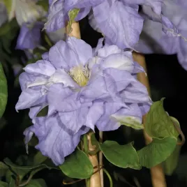 powojnik-mazury-wielkokwiatowy-1l