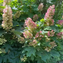 hortensja-debolistna-burgundy-2l