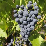 winorosl-cabernet-cantor-2l-styl-ogrod-srodziemnomorski-ogrod-wiejski-ogrod-skalny-ogrod-nowoczesny-ogrod-japonski